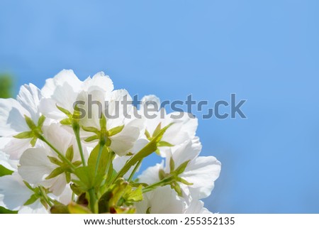 White Cherry Blossom Against the Blue Sky Background
