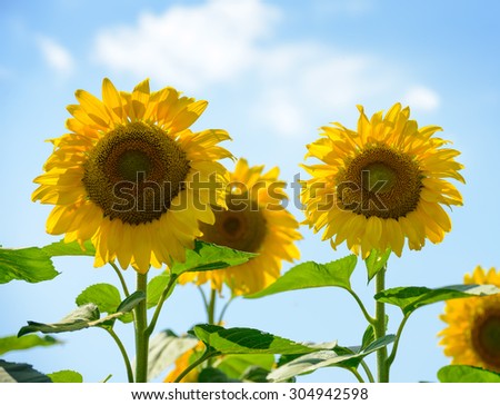 Beautiful Bright Sunflowers Against the Blue Sky. Summer Flowers
