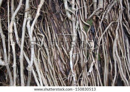 A closeup texture of a close weave of wooden tree vines