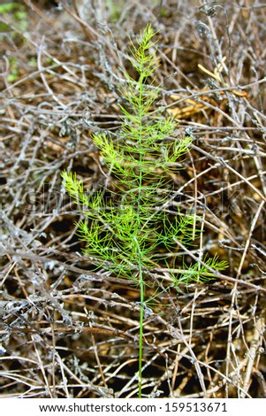 Young fennel seedling with dried origano background plant
