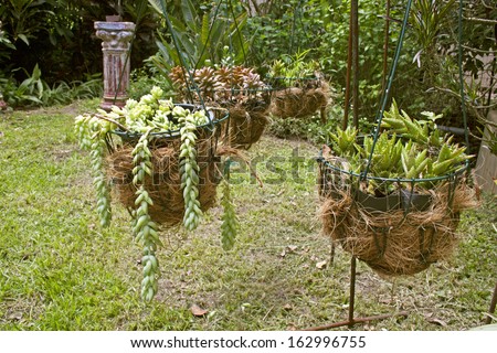 four hanging baskets arrangement of succulent plants hung in garden setting
