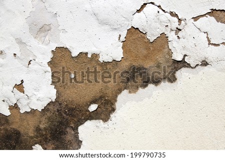 mold on plaster and peeling paint indicating rising damp