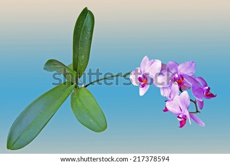 phalaenopsis orchid with spike of pink candy striped flowers