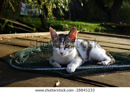 A cute kitty cat is laying in a fishing net