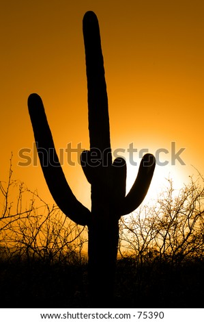 Saguaro cactus standing tall against sunset sky
