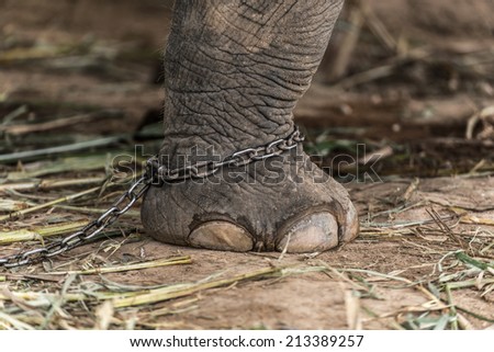 elephant Leg chained
