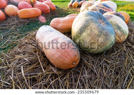 giant Pumpkins on the straw