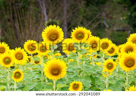 Sunflower field. Sunflower field in full bloom