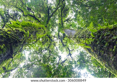 plants in tropical evergreen forest located on high altitude above sea level.