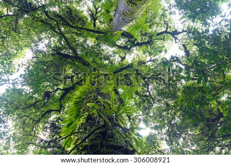 plants in tropical evergreen forest located on high altitude above sea level.