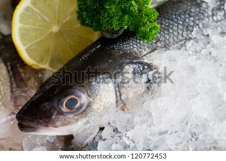 Seafood - fresh sea bass fish in ice - healthy food