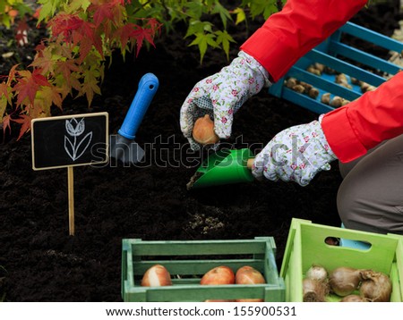 Gardening, planting, flowers bulbs - woman  planting tulip bulbs