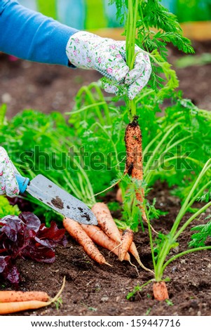 Vegetable garden - First crop of organically grown carrots