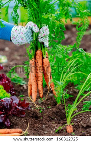 Vegetable garden - First crop of organically grown carrots