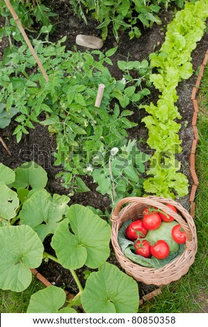 Healthy vegetable -  basket of harvested vegetables in the garden