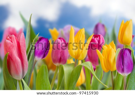 Beautiful spring flowers