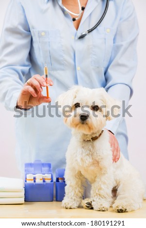 Veterinary treatment - vaccinating the Maltese dog, veterinary care concept