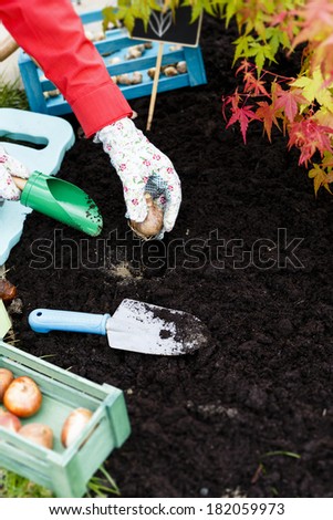 Gardening, planting, flowers bulbs - woman planting tulip bulbs
