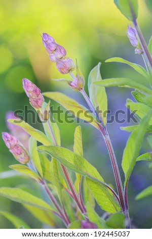 Herbal Garden - flowering sage in the garden