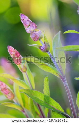 Herbal Garden - flowering sage in the garden