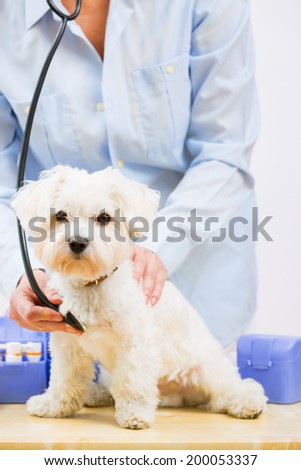 Veterinary treatment - lovely Maltese dog and friendly veterinary