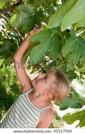 Fig tree - lovely girl picking of tree ripe figs