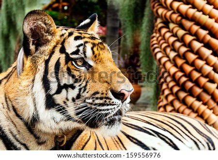 The tiger at the zoo in Thailand.