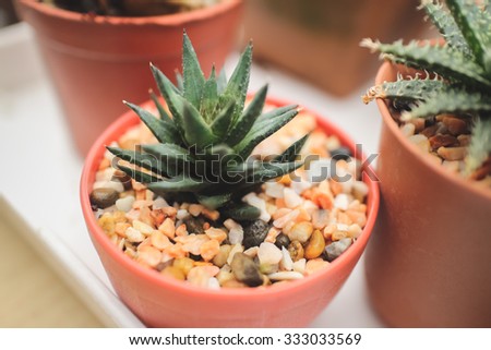 Tiny plant of Cactus and Haworthia.