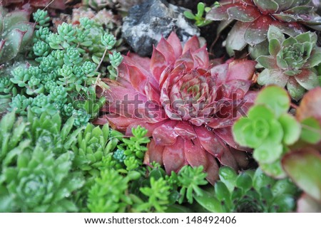 Hen and chicks plants
