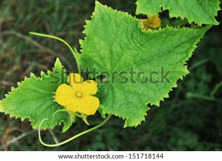 Cucumber Flower & Vine