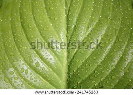 Plantain Lily (Hosta plantaginea) has elegant and attractive light green glossy foliage, shines bright in the springtime with rain on it\'s leaves.