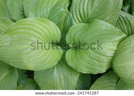 Plantain Lily (Hosta plantaginea) has elegant and attractive light green glossy foliage, shines bright in the springtime with rain on it's leaves.
