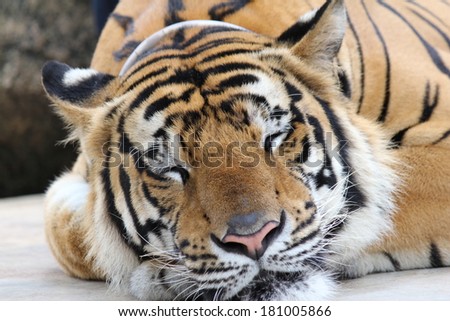 Skin Amur Tiger in the summer.