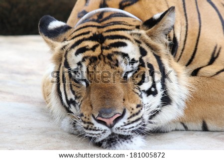 Skin Amur Tiger in the summer.
