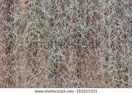 Spanish Moss background (Tillandsia usneoides)