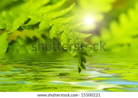 Fern leaf reflected in water