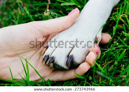 Friendship between human and animal, dog give woman paw, handshake