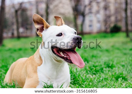 Joyful dog in the park