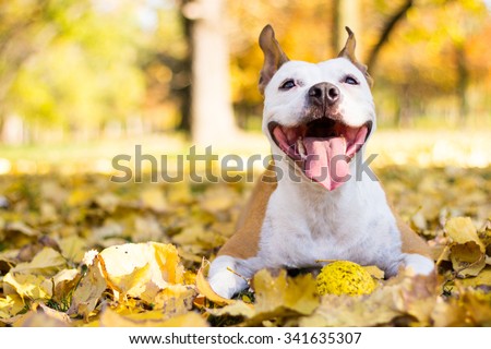 Portrait of a happy dog