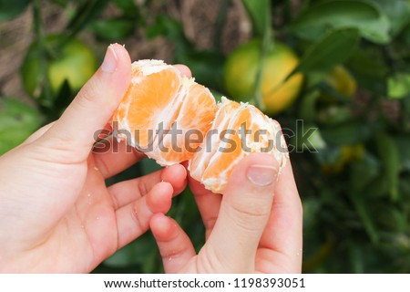 mandarin orange on the hand in mandarin orange plantation