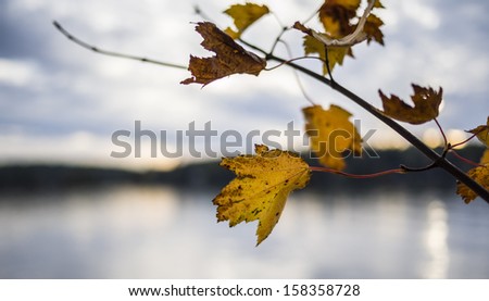 Changing fall leaves over a lake