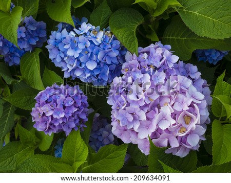 Purple, Pink, and Blue Hydrangeas, Isolated