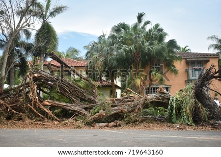 Down banyan tree in Miami Florida by hurricane Irma