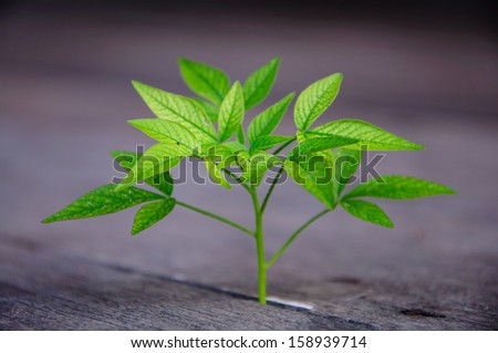 small plant growing below wood deck or new life on the wood