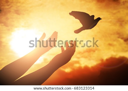 Man praying and free bird enjoying nature on sunset, Human raising hands. Worship christian Religion. silhouette pigeon flying out of two hand and freedom concept and international day of peace.