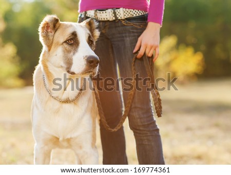 Girl and central Asian shepherd walk in the park. He keeps the dog on the leash.