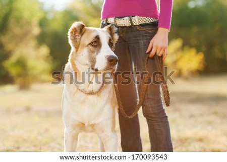 Girl and central Asian shepherd walk in the park. He keeps the dog on the leash.