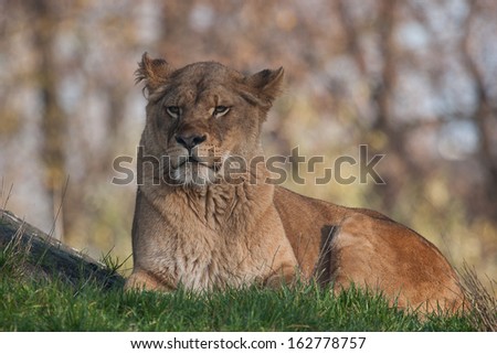 lion female