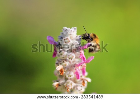 Single bee on a flower, summertime