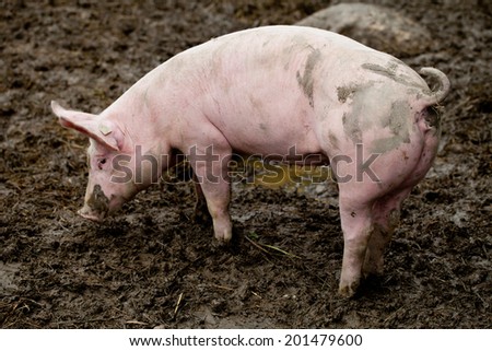A pig eating in the mud